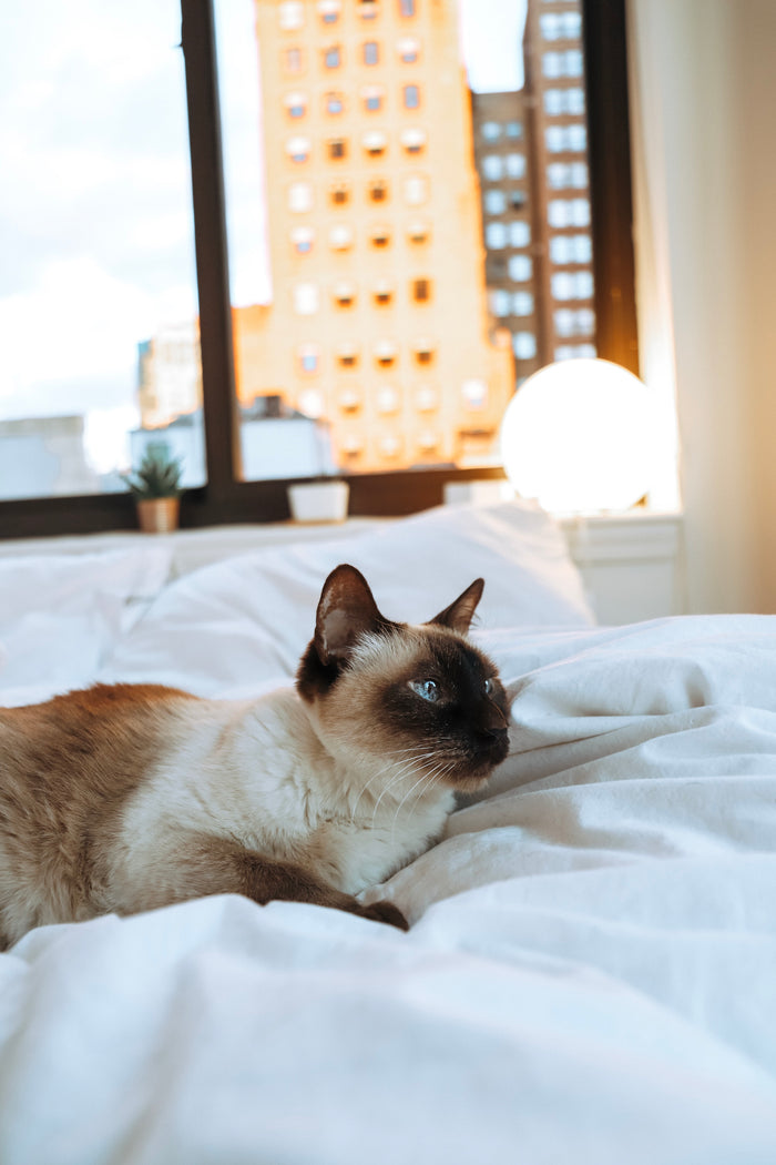 Cats